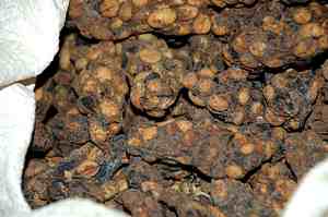 Kopie Luwak Beans